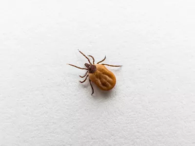 A blood-filled tick.