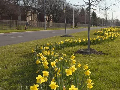 Image: Spring is finally here, and Detroit has the daffodils to prove it