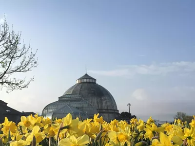 Daffodils on Belle Isle.