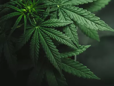 Image: Michigan anti-pot-legalization group drops opposition in surprising about-face