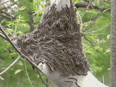 Disgusting waves of tent caterpillars are munching their way across Michigan