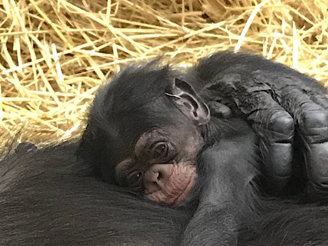 The Detroit Zoo's newborn chimp, Jane.