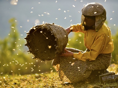 Image: Cinema Detroit to host advance screening of lauded beekeeping doc 'Honeyland'