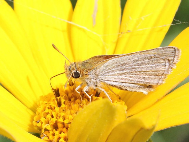 The Poweshiek Skipperling butterfly is found in only six places in the world – and four of them are in Michigan. New legislation in Congress would help preserve remaining habitat.
