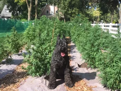 Bob Darden’s dogTwister with Darden’s first CBD crop.