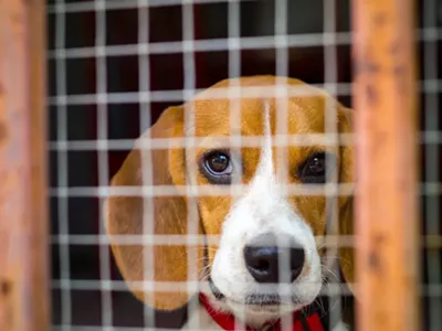 Image: Bill aims to end painful experiments on dogs at Michigan public institutions