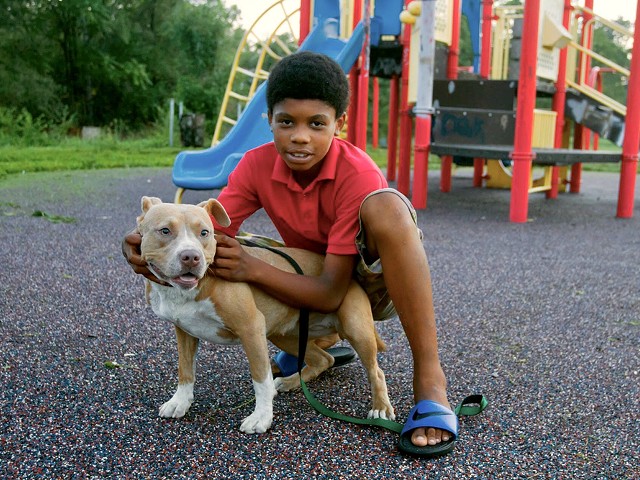 A boy plays with a bully breed dog at a park.