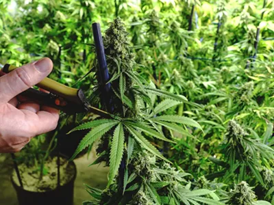 Image: Businesses hosting job fair for up to 400 cannabis-related jobs in Pontiac