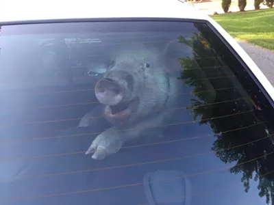 Image: Pig perp taken into custody by Shelby Township police