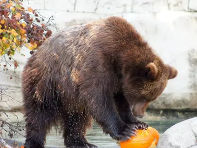 Image: Animals at the Detroit Zoo are playing with pumpkins today and it's adorable