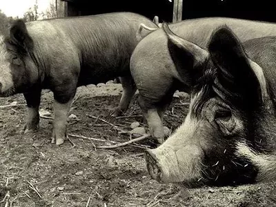 Image: Enjoy a nose to tail pork dinner by Republic butcher Larissa Poppa, support the local farm-to-table movement