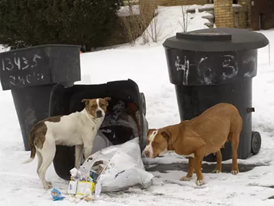 Stray dogs rummage through trash in Detroit.