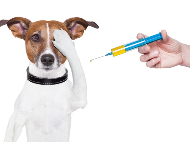 Detroit Dog Rescue hosts a free vaccine clinic for Detroit dog owners