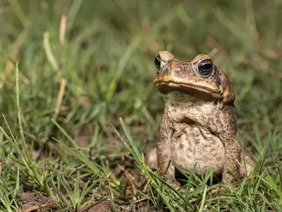 Image: This weekend: Learn about frogs and toads, and help the Rouge River