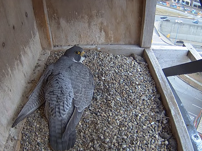 Image: Happy Spring — you can now watch rare peregrine falcons nesting in the Detroit Zoo water tower