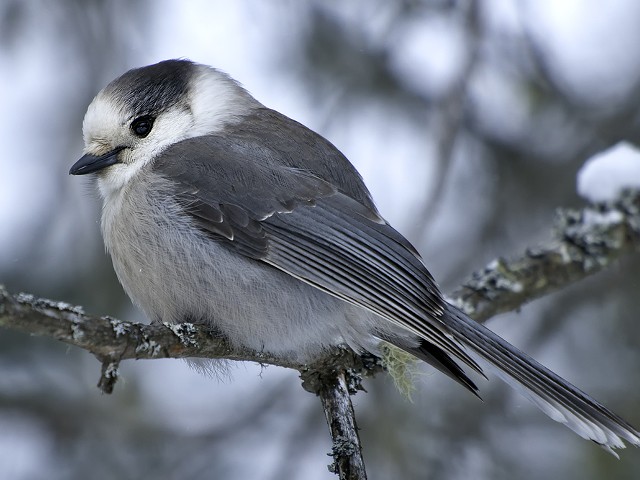 The grey jay, who didn't ask to be a part of this discussion.