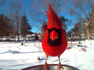 A cardinal in Lisa's backyard.