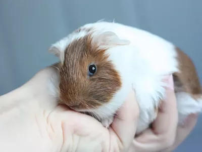 Image: Grosse Ile teens get probation for torturing and killing guinea pig