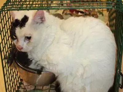 Image: Hoarded Ypsilanti cats need homes