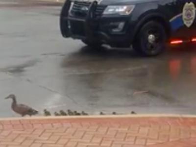 Image: Traffic stopped for these ducks in Lansing and it's absolutely adorable