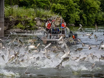 Silver carp jumping in the Fox River in Illinois.