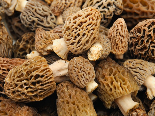 The dos and don’ts of foraging and feasting morels