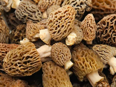 Image: The dos and don’ts of foraging and feasting morels