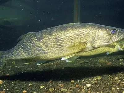 Image: Study: Antidepressants found in brains of Great Lakes fish