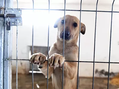 Image: Metro Detroit shelter is taking in animals from Hurricane Harvey
