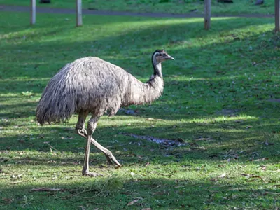 An emu in Australia where it's supposed to be, not roaming around Oakland County.