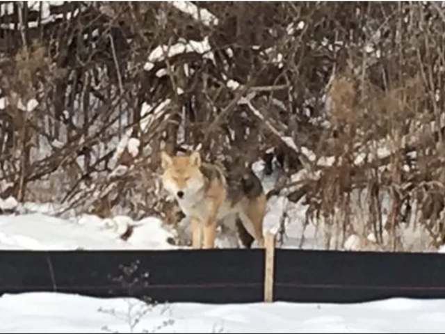 Coyote spotted on Belle Isle — and it's not the first time