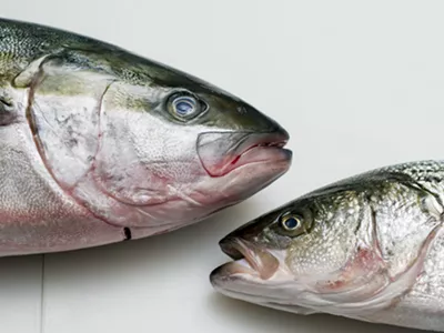 Yellowtail Hiramasa (left) and striped bass at Motor City Seafood.