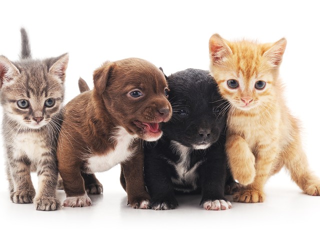The most adorable kitties and puppies that you've ever seen.
