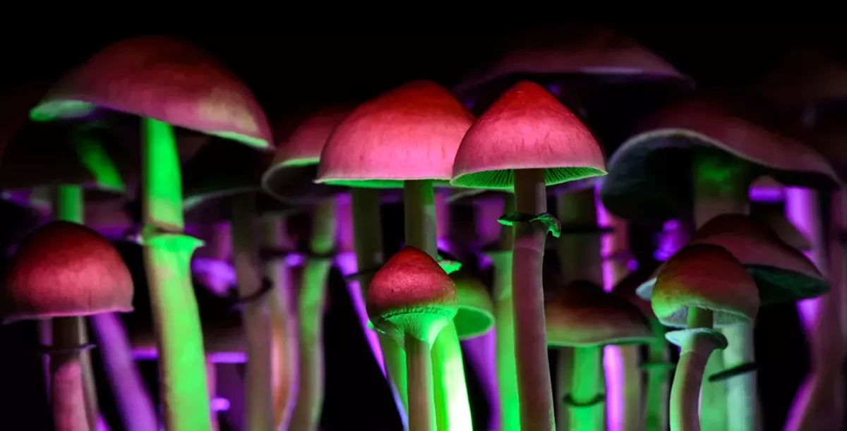 Image: Psilocybe cubensis, aka magic mushrooms.