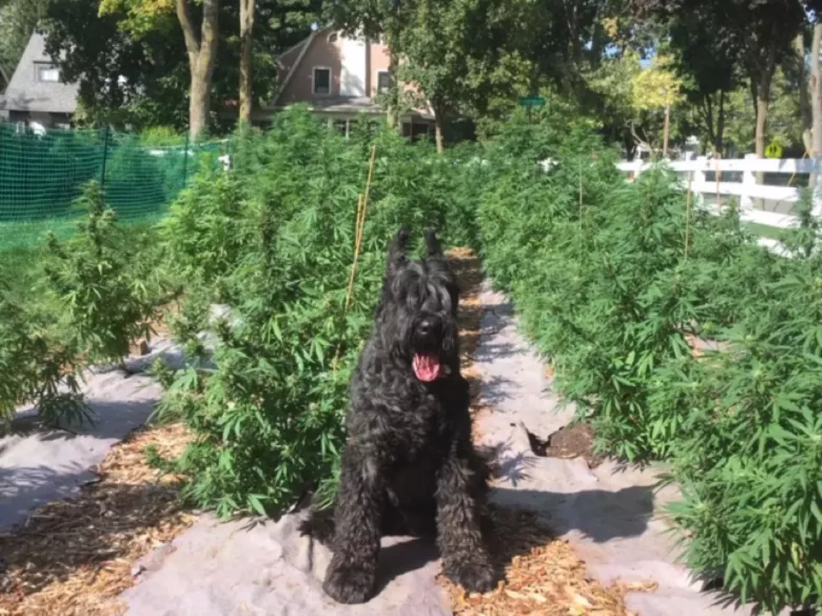 Image: Bob Darden’s dogTwister with Darden’s first CBD crop.