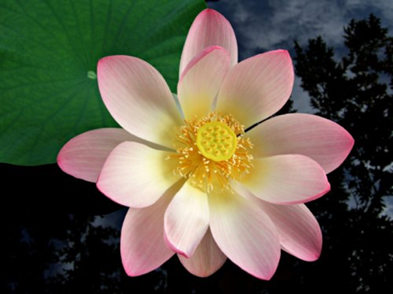 9ad62c15_light_pink_lotus.png