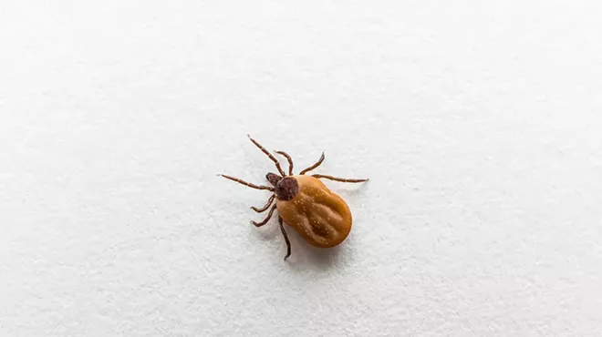 A blood-filled tick.