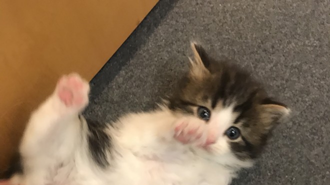 A contender for Troy PD's new Feline Unit.