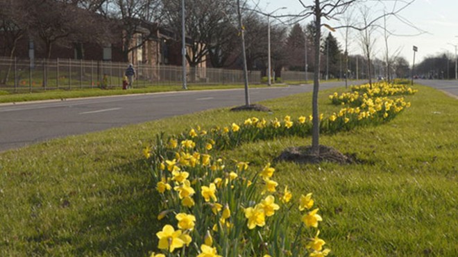 Spring is finally here, and Detroit has the daffodils to prove it