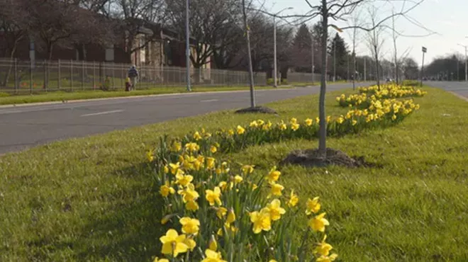 Image: Spring is finally here, and Detroit has the daffodils to prove it