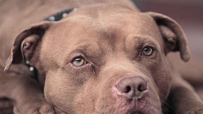 Detroit police shot twice as many dogs as Chicago police in 2017