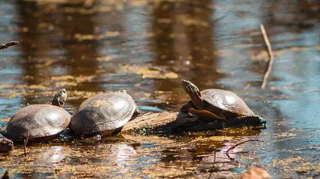 These guys probably wouldn't be happy if Michigan Republicans' SB 1211 passes.