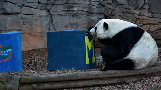 Wise panda chews on box, predicts U-M will be Chick-fil-A Peach Bowl winner