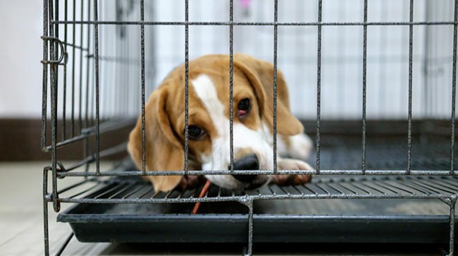 Humane Society alleges Michigan animal lab force-fed beagles fungicides
