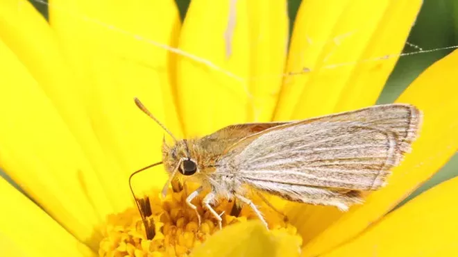 The Poweshiek Skipperling butterfly is found in only six places in the world – and four of them are in Michigan. New legislation in Congress would help preserve remaining habitat.