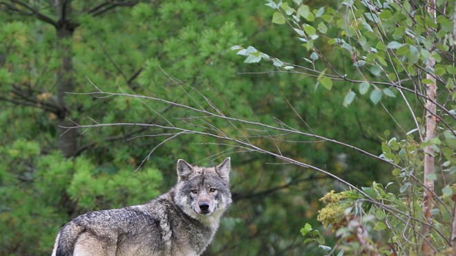 Detroit Zoo's latest addition is a gray wolf named Renner and she's a good girl