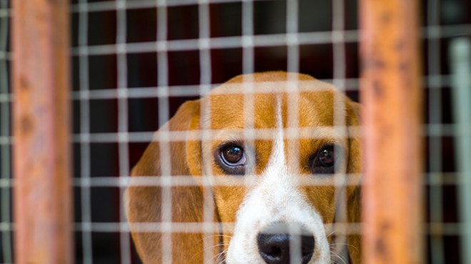 Bill aims to end painful experiments on dogs at Michigan public institutions