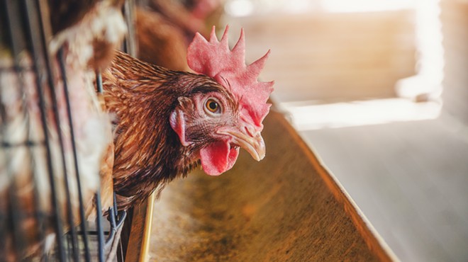 Michigan will become 5th state to enforce cage-free egg production thanks to new bill