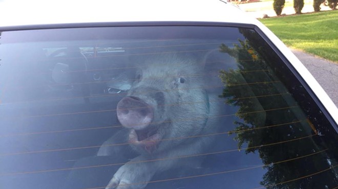 Pig perp taken into custody by Shelby Township police