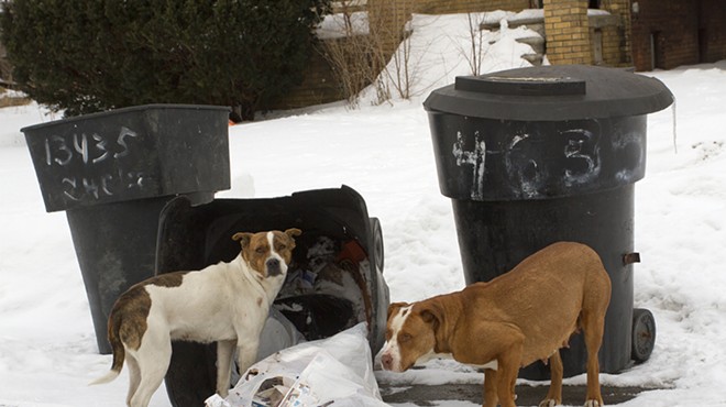 Stray dogs rummage through trash in Detroit.
